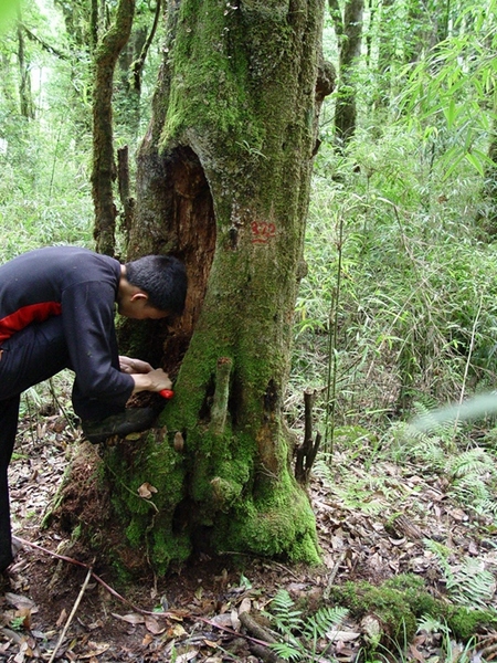 研究人员在哀牢山森林取样调查