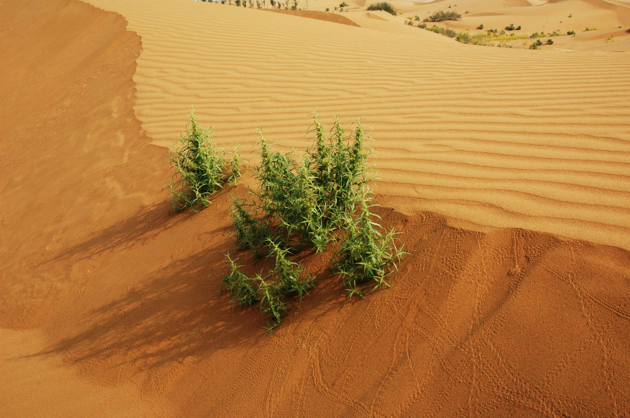 【丹巴吉林沙漠摄影图片】阿拉善右旗丹巴吉林沙漠风光摄影_捕捉瞬间_太平洋电脑网摄影部落