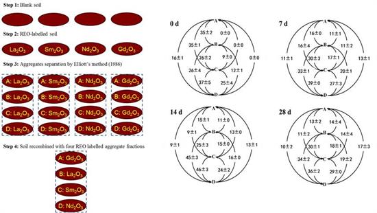 稀土元素标记团聚体的方法（左）和周转路线图（右）