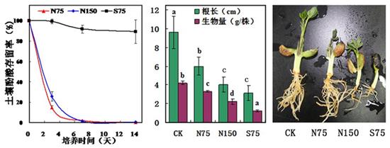 （N75、N150和S75分别为未灭菌土壤添加75、170mg/kg苯甲酸，和灭菌土壤添加75 mg/kg苯甲酸） 　　酚酸物质在红壤中的存留特性及其对对花生生长的影响