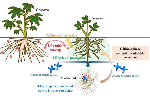 红壤花生-木薯间作系统中化学信号调控根际微生物群落结构和功能的机制 红壤花生-木薯间作系统中化学信号调控根际微生物群落结构和功能的机制
