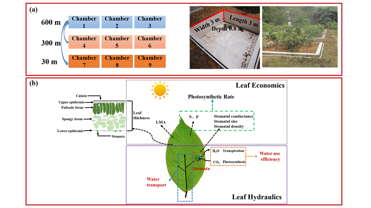 (a 实验样地介绍(b 增温可影响叶片水力特性和经济学特性机理