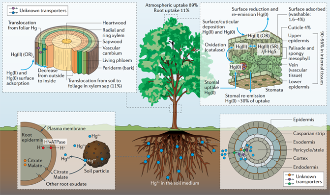 植物吸收汞途径