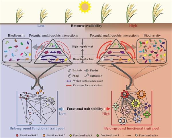 不同旱地养分资源水平下土壤生物多样性和潜在多营养级生物互作对生物功能稳定性的协同作用机制