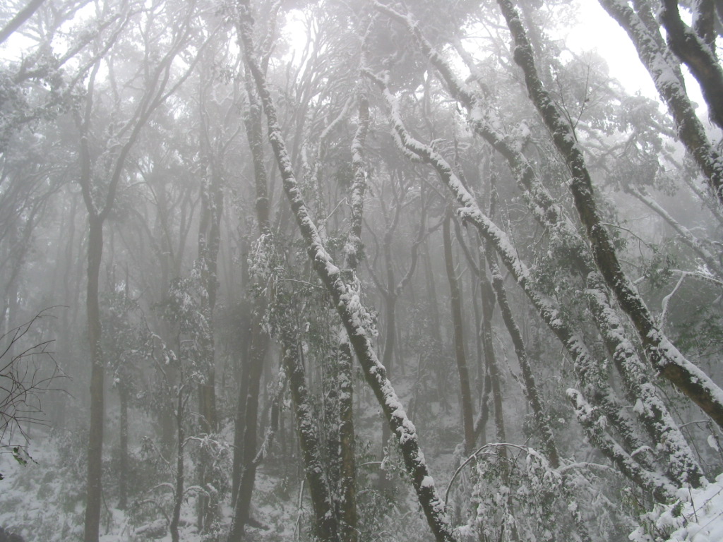 哀牢山上雪中的常绿阔叶林