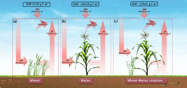 科研进展：华北平原冬小麦-夏玉米轮作系统中气候对物候和净生态系统生产力的控制