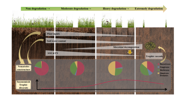 海北站揭示多年冻土区草地退化对土壤线虫营养类群的影响及其对土壤碳氮库的调控机制