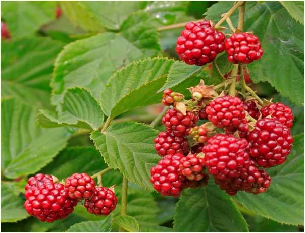 "封丘树莓"获得国家地理标志产品保护