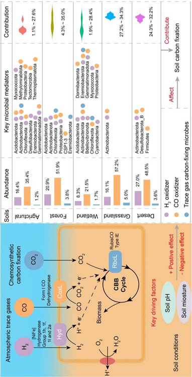 关键环境因子驱动的痕量气体氧化微生物固碳过程