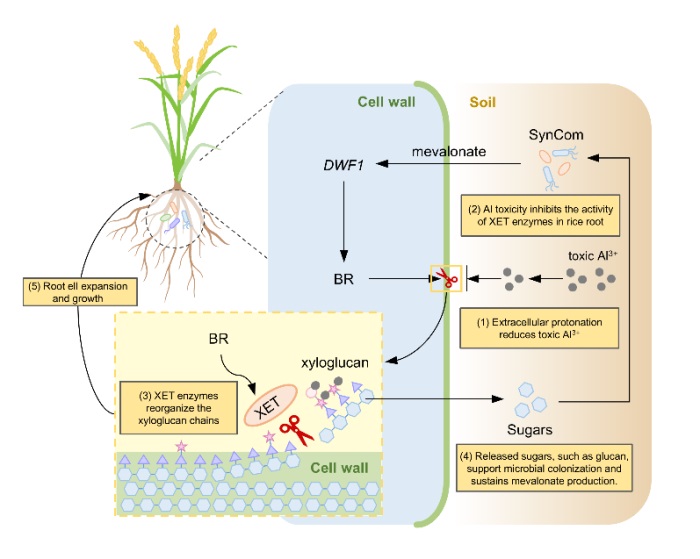 酸性土壤中由耐铝性合成菌群调控水稻根细胞壁提升水稻耐铝性机制 酸性土壤中由耐铝性合成菌群调控水稻根细胞壁提升水稻耐铝性机制
